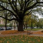 Old Man’s Daily Park Visits Transformed by a Little Girl’s Kindness