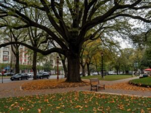 Old Man’s Daily Park Visits Transformed by a Little Girl’s Kindness